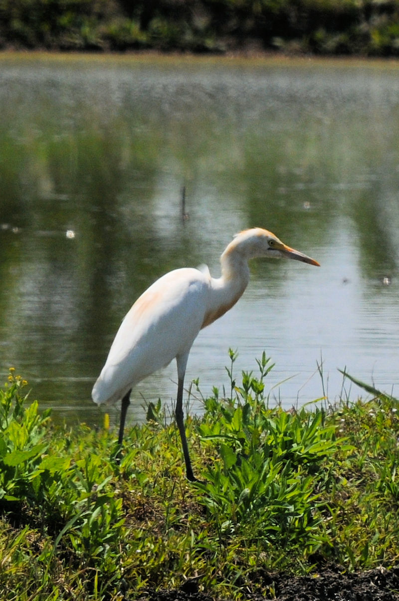 A}TM@@ĉH@J@s@2022/06/09@Photo by Kohyuh