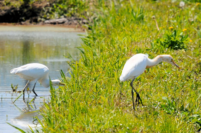 A}TM@@ĉH@J@s@2022/06/09@Photo by Kohyuh