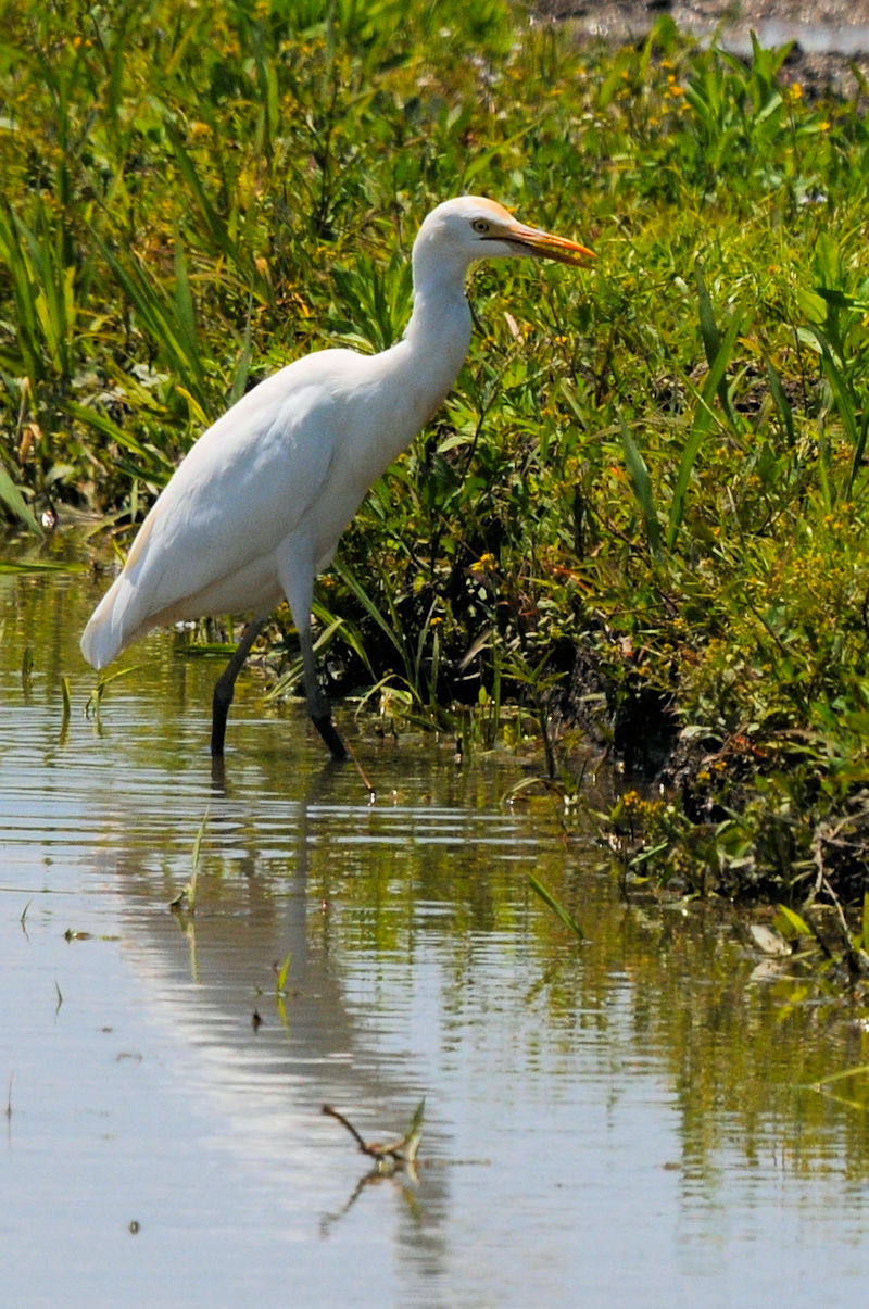 A}TM@@ĉH@J@s@2022/06/09@Photo by Kohyuh