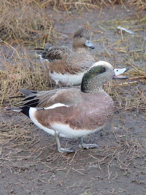 A AJqh@s@ߌΒn@2008/01/14@Photo by Kohyuh