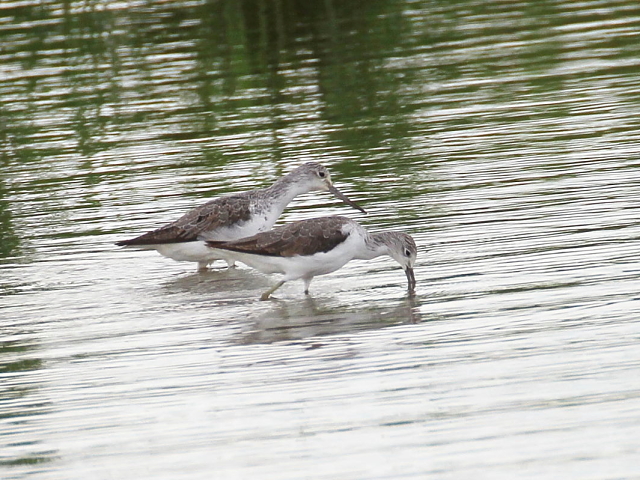 AIAVVM@@iR-1j@ss@@c@2014/08/27@Photo by Manda