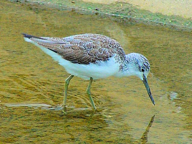 A AIAVVM@~H@ @ꌧ@2009/01/23@Photo by Kohyuh