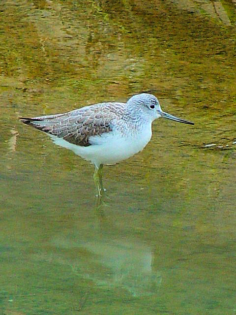 B AIAVVM@~H@ @ꌧ@2009/01/23@Photo by Kohyuh