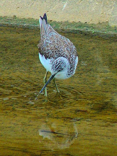 C AIAVVM@~H@ @ꌧ@2009/01/23@Photo by Kohyuh