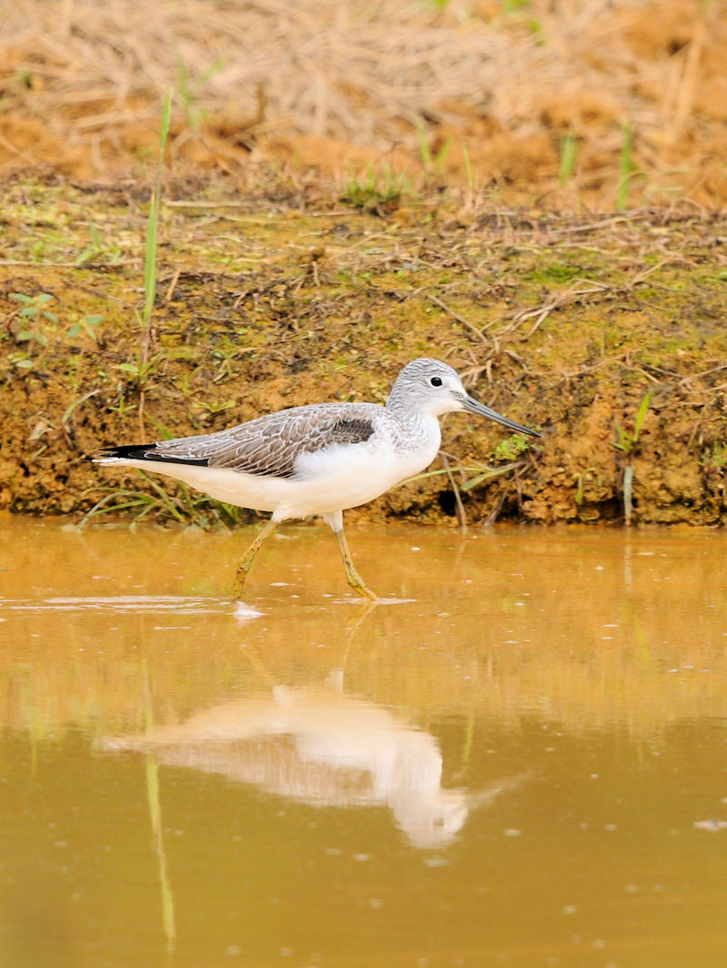 アオアシシギ　成鳥　金武町　沖縄県　Kin-tyo, Okinawa Japan　2022/12/05　Photo by Kohyuh