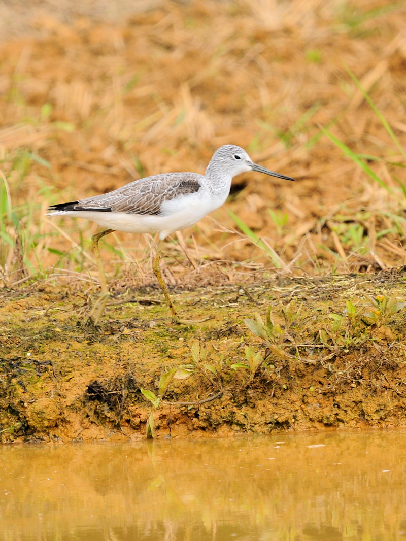 アオアシシギ　成鳥　金武町　沖縄県　Kin-tyo, Okinawa Japan　2022/12/05　Photo by Kohyuh