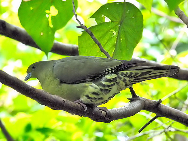 C AIog  @Ί_@ꌧ 2011/01/26@Photo by Kohyuh
