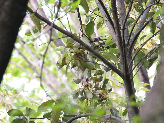 ʐ^-20140417@AIog iU-1j@@2014/04/17@Photo by Manda