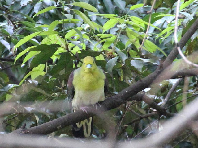 ʐ^-20140417@AIog  iU-2j@@2014/04/17@Photo by Manda