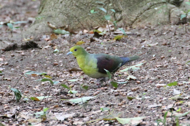 ʐ^-20140417@AIog  iU-3j@@2014/04/17@Photo by Manda