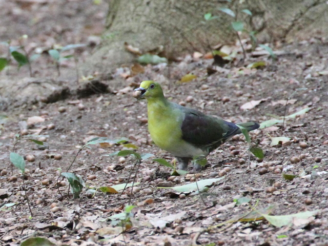 ʐ^-20140417@AIog  iU-4j@@2014/04/17@Photo by Manda