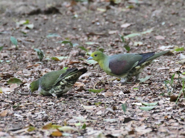 ʐ^-20140417@AIog  iU-6j@@2014/04/17@Photo by Manda