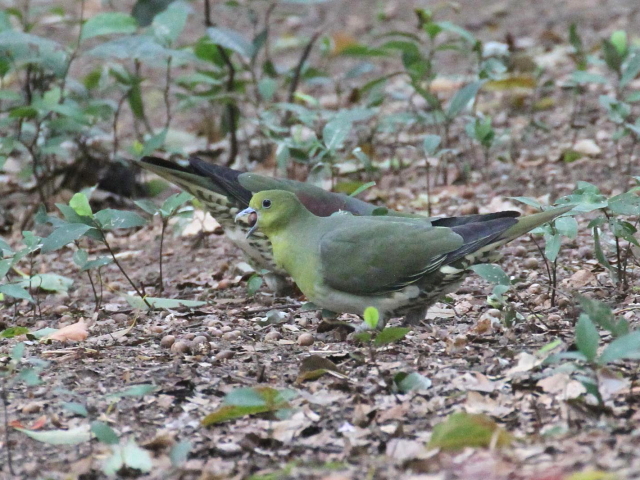 ʐ^-20140417@AIog  iU-5j@@2014/04/17@Photo by Manda