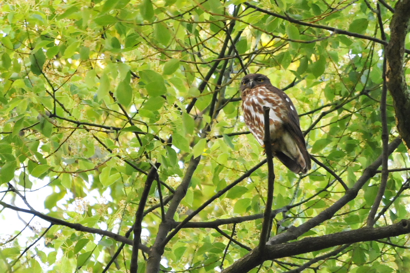 アオバズク （１０態-1）　 男山　八幡市　2015/05/24 - 2015/07/24　Photo by Takase　（写真提供：　高瀬）