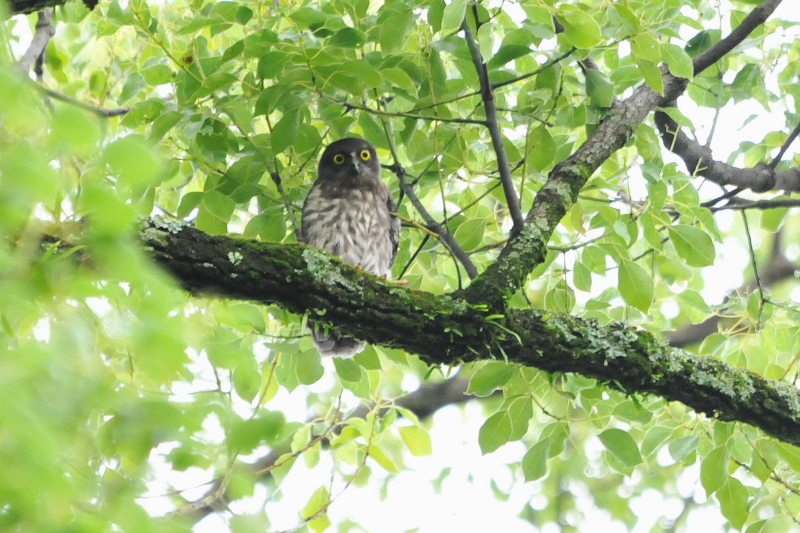 アオバズク （１０態-10）　 男山　八幡市　2015/05/24 - 2015/07/24　Photo by Takase　（写真提供：　高瀬）