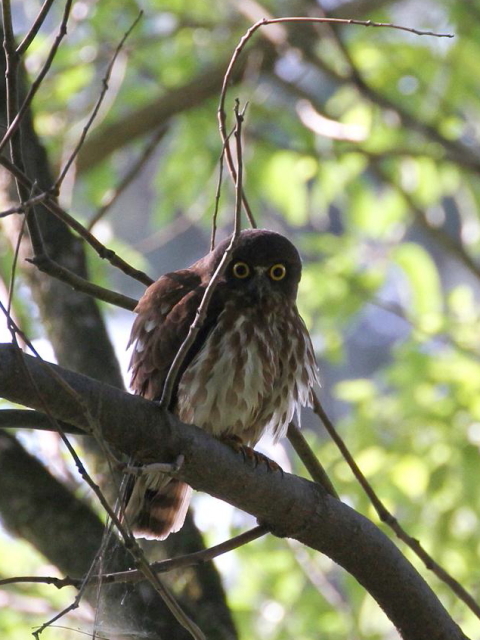 C AIoYN@@s䏊@2013/06/29@Photo by Manda