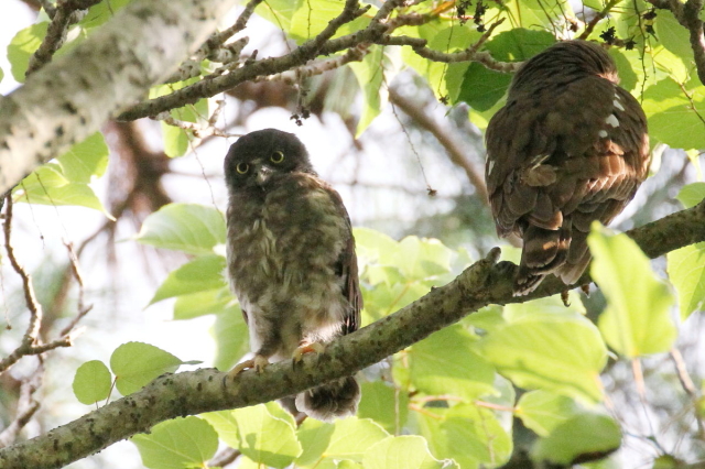 AIoYN@cij@@ss@s䏊@2014/07/18@Photo by Manda