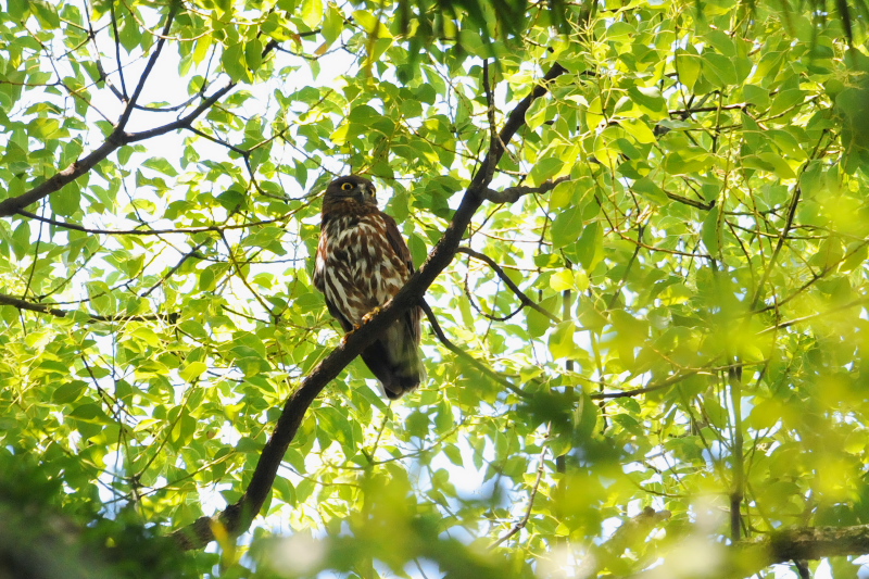 アオバズク （１０態-2）　 男山　八幡市　2015/05/24 - 2015/07/24　Photo by Takase　（写真提供：　高瀬）