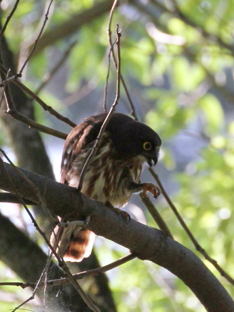 D AIoYN@@s䏊@2013/06/29@Photo by Manda