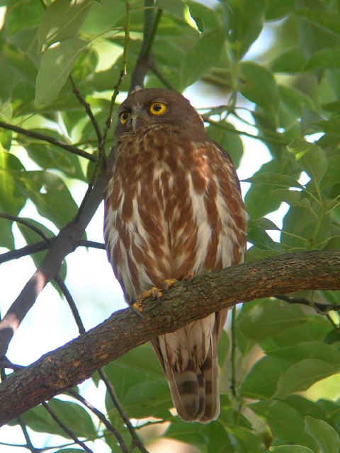 @ AIoYN@@s@jR@2006/07/04@Photo by Takayama