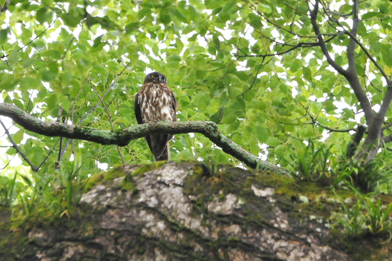 アオバズク （１０態-3）　 男山　八幡市　2015/05/24 - 2015/07/24　Photo by Takase　（写真提供：　高瀬）