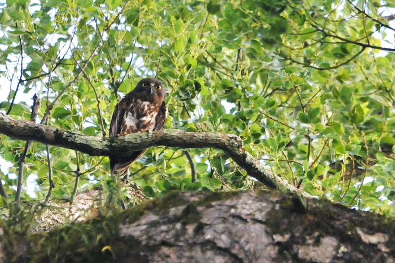 アオバズク （１０態-4）　 男山　八幡市　2015/05/24 - 2015/07/24　Photo by Takase　（写真提供：　高瀬）