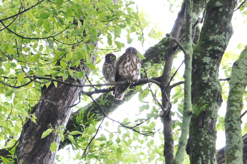 アオバズク （１０態-5）　 男山　八幡市　2015/05/24 - 2015/07/24　Photo by Takase　（写真提供：　高瀬）