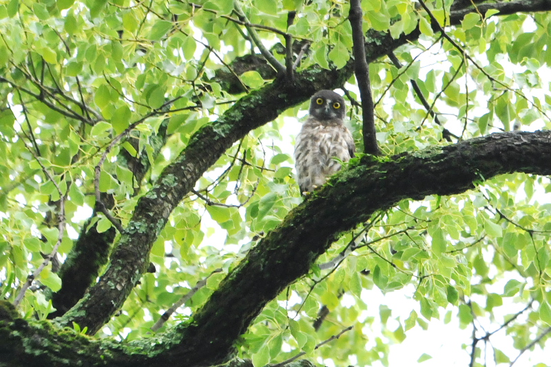 アオバズク （１０態-6）　 男山　八幡市　2015/05/24 - 2015/07/24　Photo by Takase　（写真提供：　高瀬）