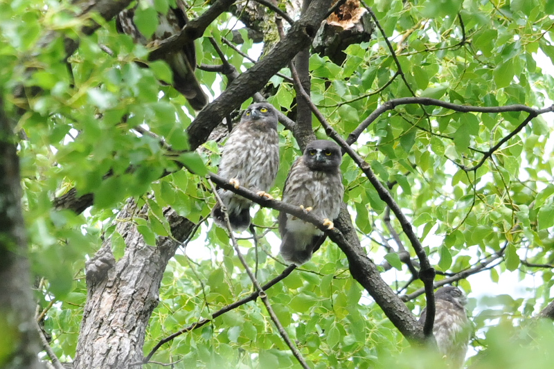 アオバズク （１０態-7）　 男山　八幡市　2015/05/24 - 2015/07/24　Photo by Takase　（写真提供：　高瀬）