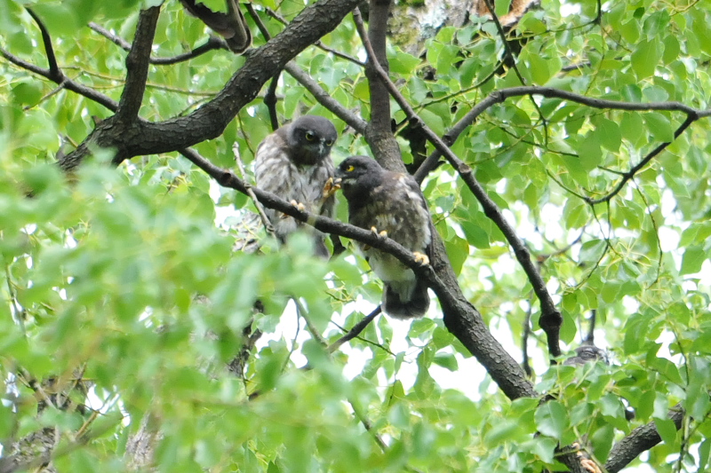 アオバズク （１０態-8）　 男山　八幡市　2015/05/24 - 2015/07/24　Photo by Takase　（写真提供：　高瀬）