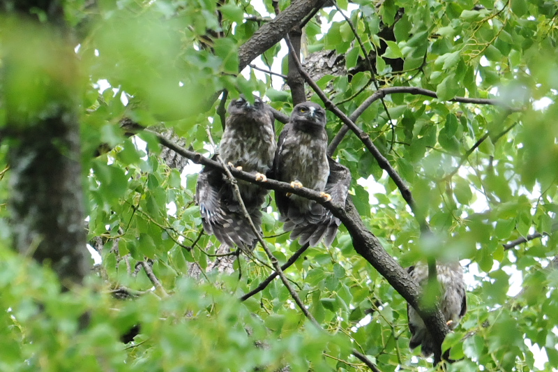 アオバズク （１０態-9）　 男山　八幡市　2015/05/24 - 2015/07/24　Photo by Takase　（写真提供：　高瀬）