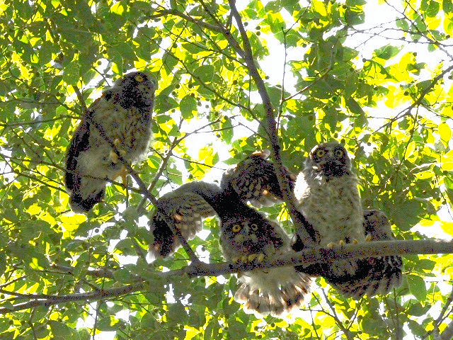 B AIoYN@c GWF|[Y@@s䏊@2010/07/23@Photo by Kohyu