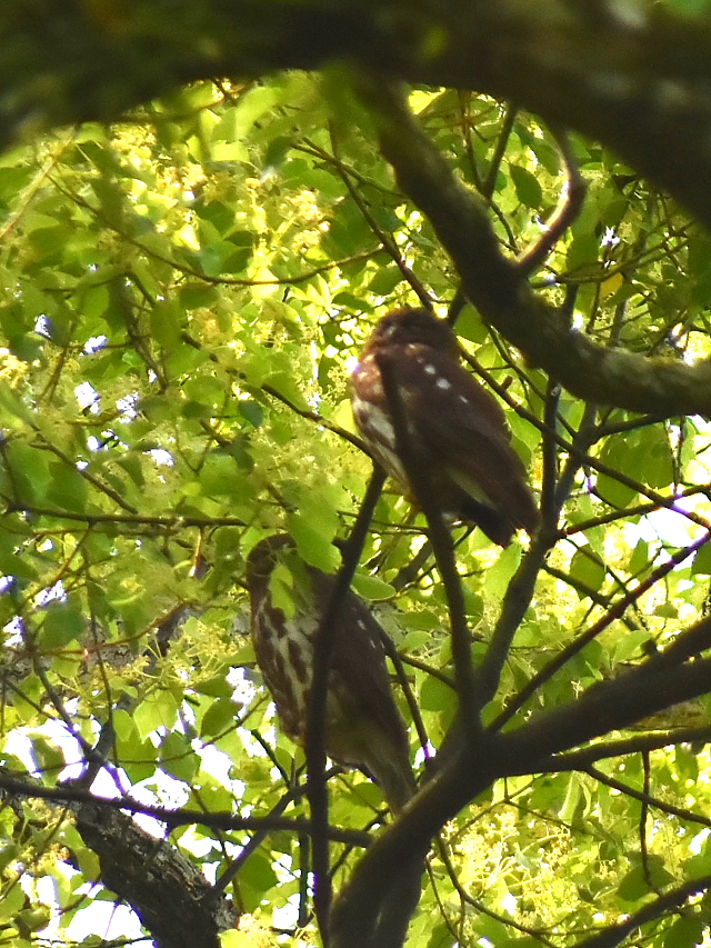 今が旬だよ　アオバズク　男山　八幡市　2015/05/20　Photo by Hayashi
