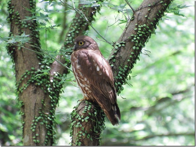 AIoYN@ʁ@{@2015/07/15@Photo by Kaku@iʐ^񋟁F@ꗈj