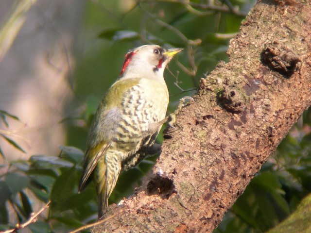 A AIQ @s@jR@2007/02/23@ Photo by Takayama