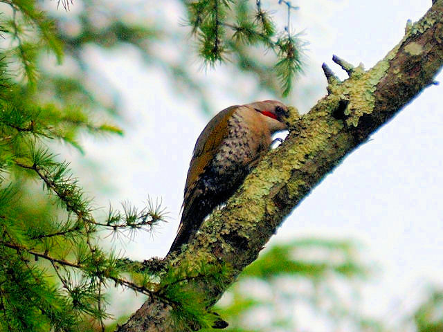 ① アオゲラ　成鳥　山中湖文学の森公園　山梨県　2012/06/11　Photo by Kohyuh