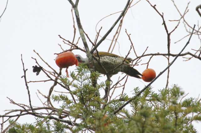 AIQ @AIQ iT-2j@@򕌌@싽@2014/11/13@ Photo by Manda