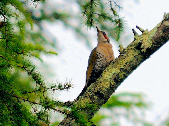 ② アオゲラ　成鳥　山中湖文学の森公園　山梨県　2012/06/11　Photo by Kohyuh