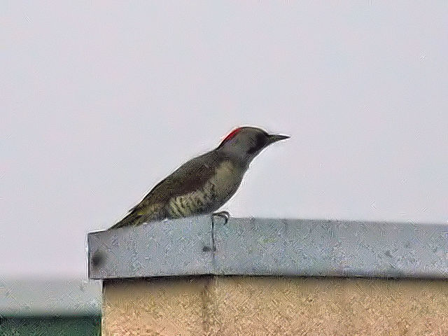 「アオゲラも普通の鳥」　民家の屋根のアオゲラ　2012/06/10　Photo by Kohyuh