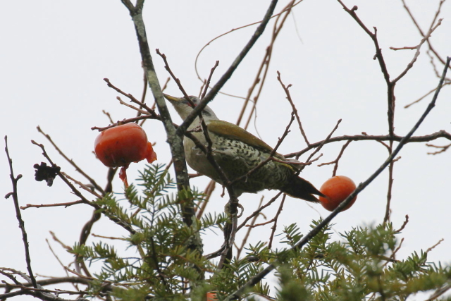 AIQ @AIQ iT-4j@@򕌌@싽@2014/11/13@ Photo by Manda