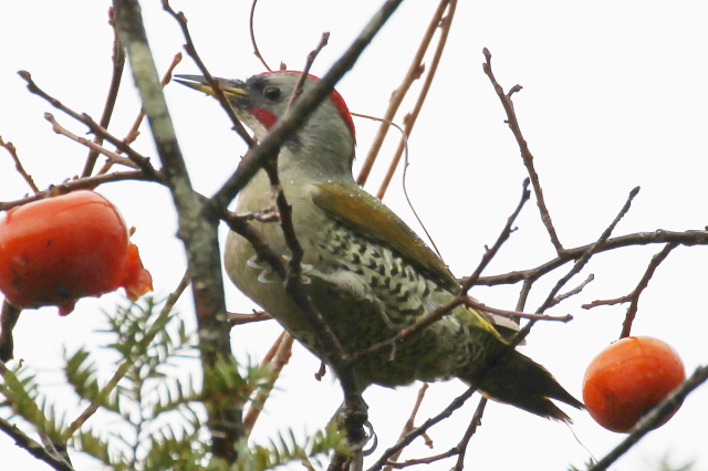 AIQ @AIQ iT-5j@@򕌌@싽@2014/11/13@ Photo by Manda