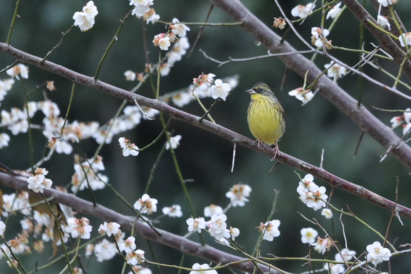 アオジ　石清水八幡宮周辺　男山　八幡市　2015/03/05　Photo by Takase