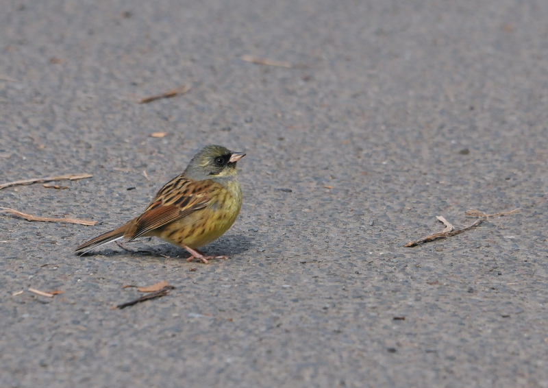 アオジ　淀川左岸　枚方市　2016/01/27　Photo by Takase