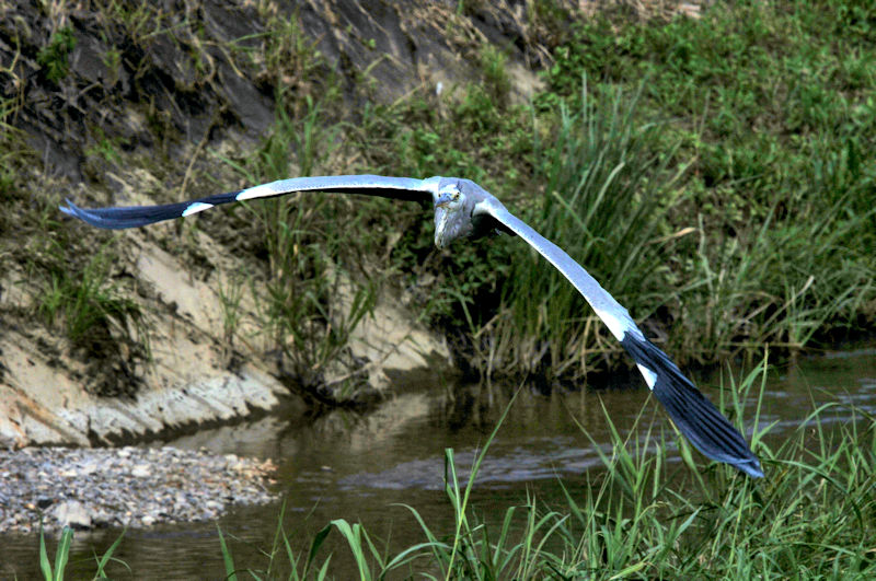 アオサギ飛び姿　成鳥　大谷川　八幡市　2021/09/21　Photo by Kohyuh