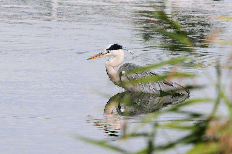 アオサギ成鳥　大谷川　八幡市　2021/09/22　Photo by Kohyuh