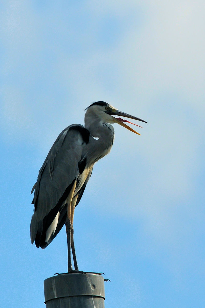 アオサギ 成鳥　大谷川　八幡市　2021/10/10　Photo by Kohyuh