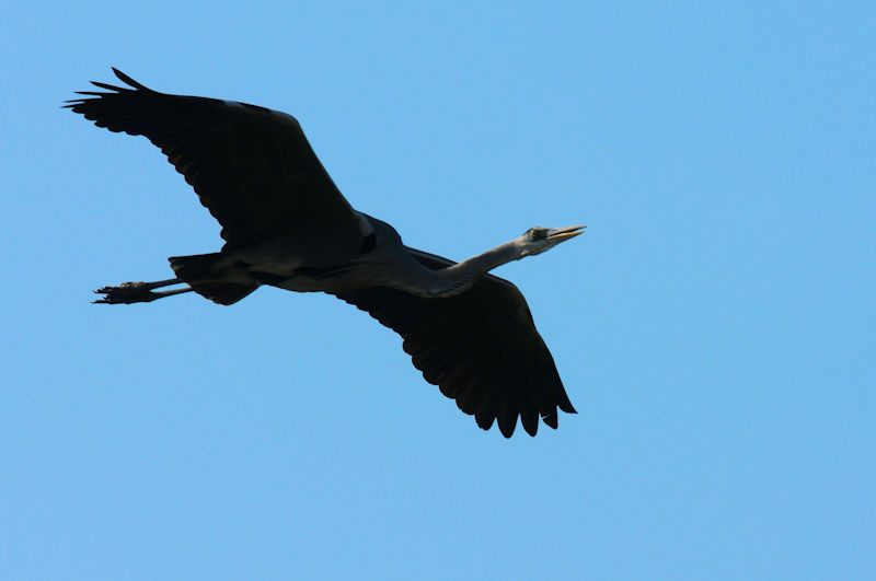 アオサギ の飛翔（２態）　大谷川　八幡市　2021/11/18　Photo by Kohyuh