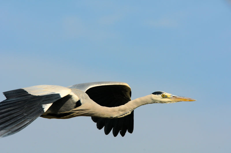 アオサギ の飛翔（２態）　大谷川　八幡市　2021/11/18　Photo by Kohyuh
