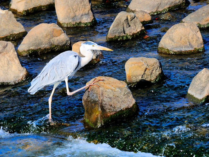 アオサギ２態-1　成鳥　淀川左岸　枚方市　2016/11/11　Photo by Kohyuh