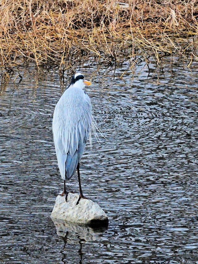鴨川の野鳥たち（１５態-12）　鴨川　京都市　2017/01/04　Photo by Kohyuh　（写真提供：　好酉）